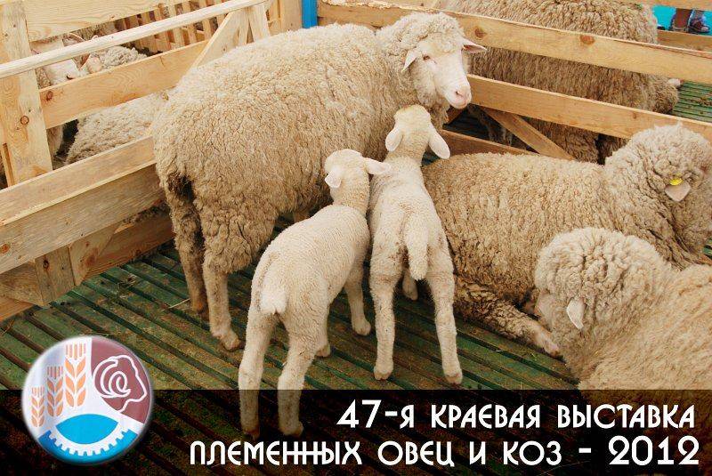 Диета для 4 группы крови отрицательная для похудения